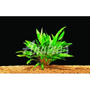 ANUBIAS - CRYPTOCORINE UNDULATA